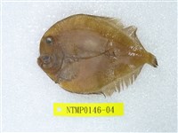 藏品(繁星鮃)的圖片